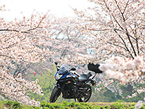 桜に囲まれて