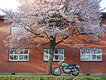 XS1と煉瓦校舎＆桜