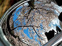 映り込む桜たち