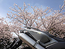 ＳＡＫＵＲＡＭＡＸ