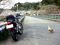 闖入者はどっち？