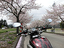 曇空と散り際の桜並木