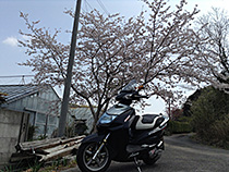 田舎の1本の桜