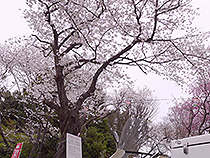 仕事の頼れる相棒