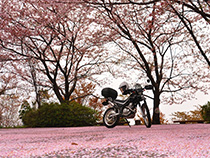 ピンクカーペット