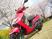 桜満開シグナス