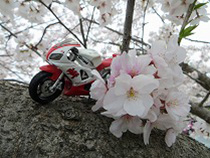 木に登った　R-１