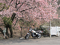 SRとの初めての春