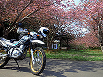 遅咲きの八重桜