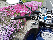 XJRを止めた芝桜