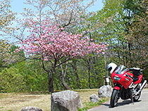 レークの八重桜