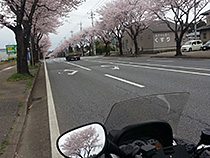 桜並木とマジェステイ