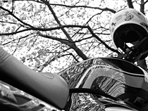 ひとりで花見道楽