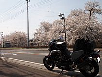 桜舞う街道を往く