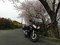FJRと桜並木