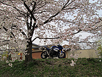 賀茂川の桜並木にて♪