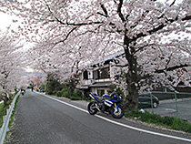 賀茂川の桜トンネル♪